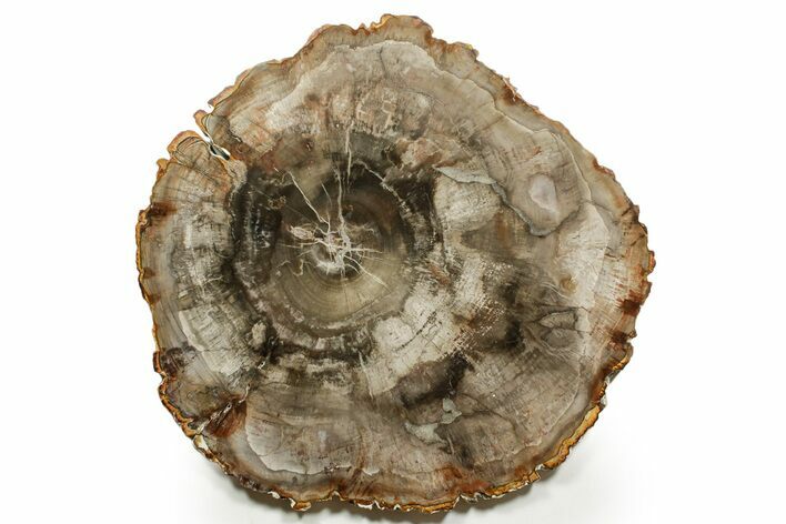 Polished Petrified Wood (Araucaria) Round - Madagascar #376819